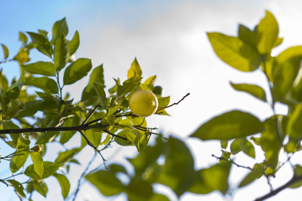 Culinary Lazio & Campania