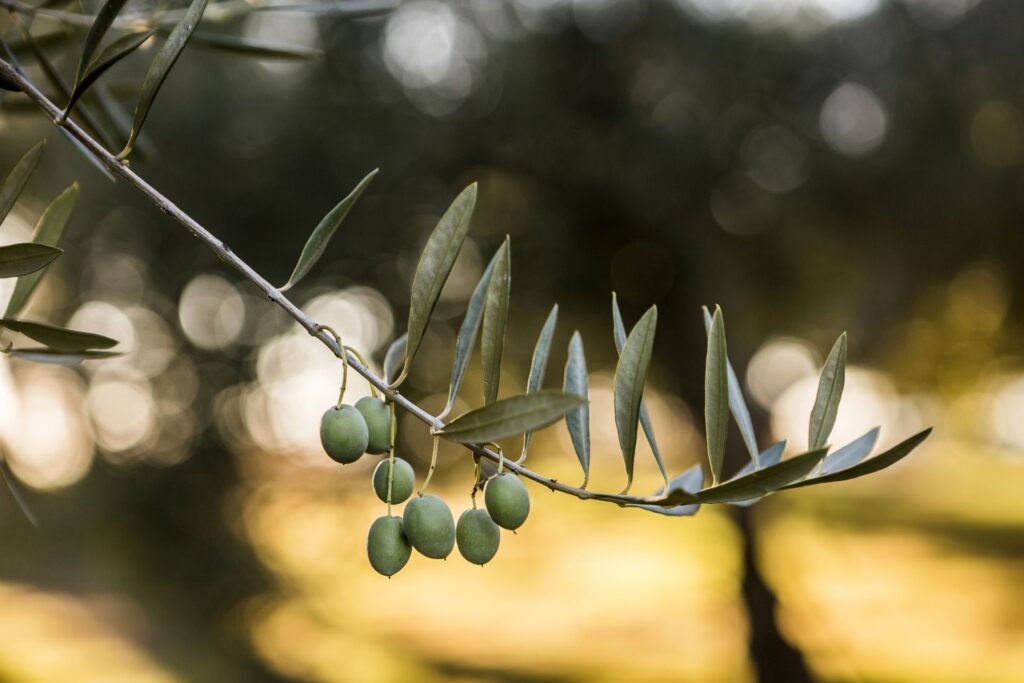 Culinary Puglia & Basilicata